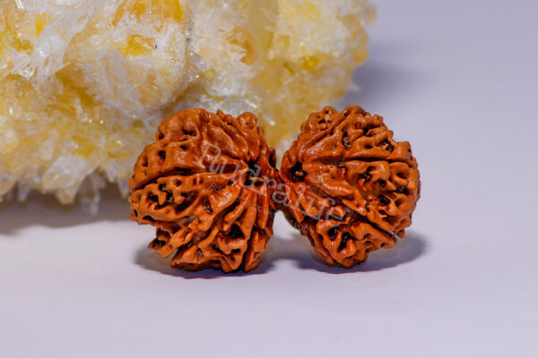 Gaurishankar Rudraksha - Image 2