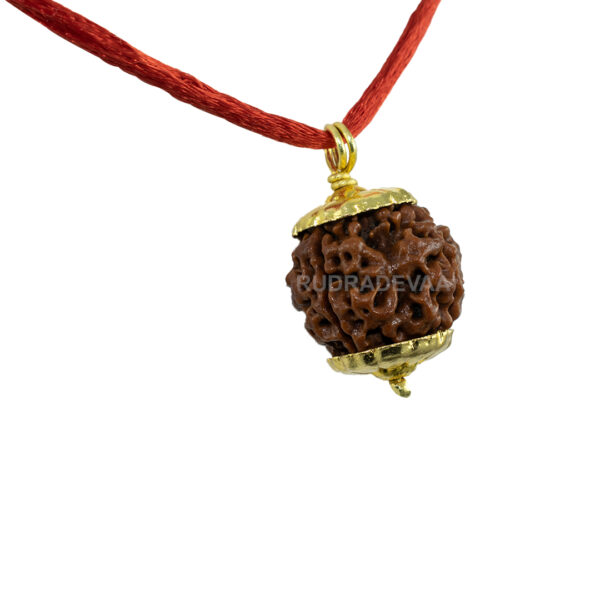 4 Mukhi Rudraksha Pendant/ Four Face Rudraksha Pendant - Golden Metal Cap (Nepal) - Image 2