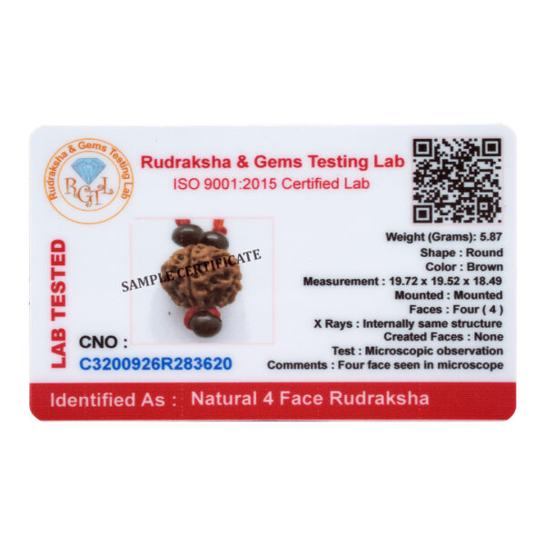4 Mukhi Rudraksha Pendant/ Four Face Rudraksha Pendant - (Nepal) - Image 2