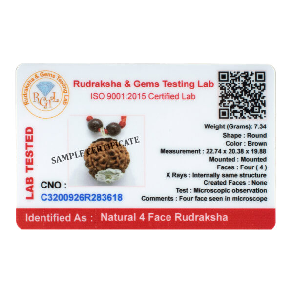 4 Mukhi Rudraksha Pendant/ Four Face Rudraksha Pendant - (Nepal) (Lab Certified) - Image 2