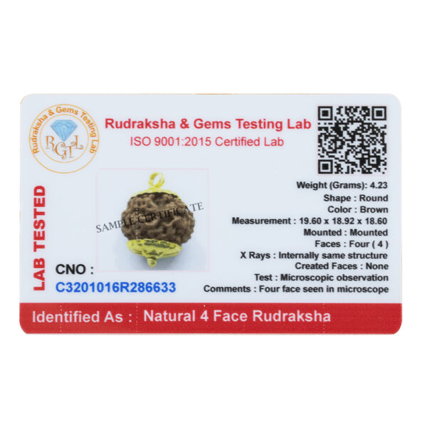 4 Mukhi Rudraksha Pendant/ Four Face Rudraksha Pendant - Golden Metal Cap (Nepal) - Image 3