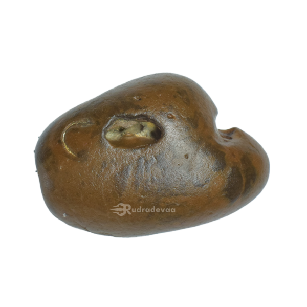 Adbhut Raktavarna Varaha Shaligram Shila