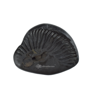 Adbhut Kamal Narayana Surya Shaligram Shila