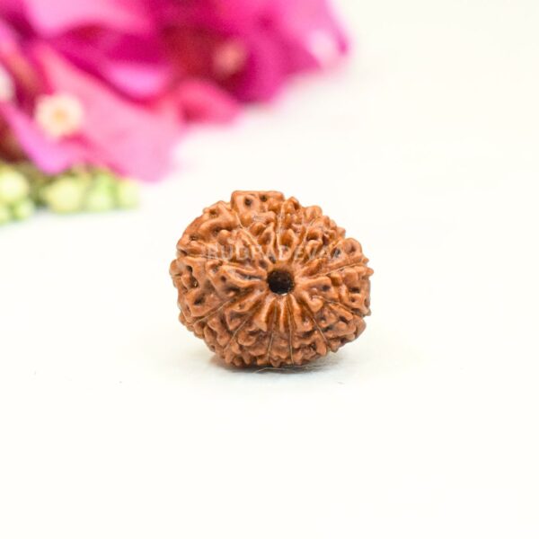 12 Mukhi Rudraksha (Indonesia)
