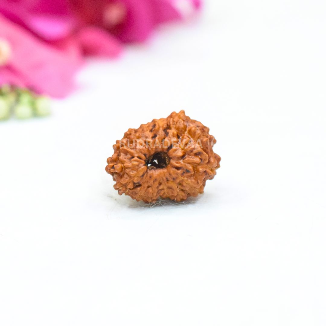 Rudraksha 1 Mukhi Originale - Indonesia - Montatura In Argento Puro | Certificato Di Autenticità