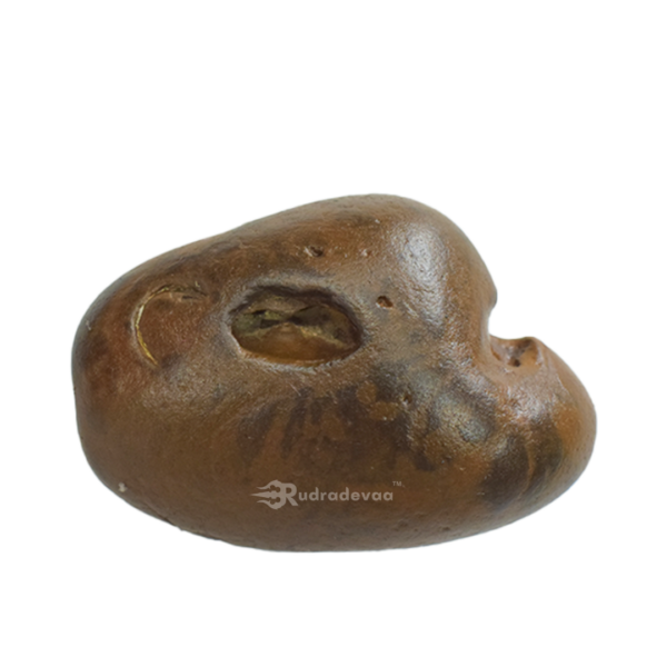 Adbhut Raktavarna Varaha Shaligram Shila