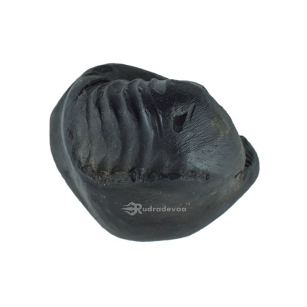 Sarvottam Bhu Varahadev Shaligram Shila