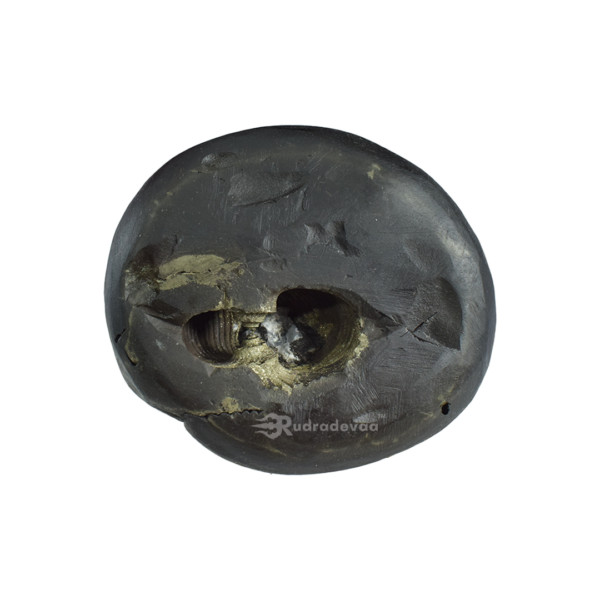 Adbhut Golden Damodar Shaligram Shila