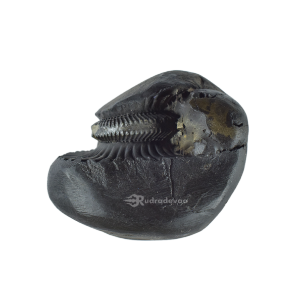 Sarvottam Bhu Varahadev Shaligram Shila