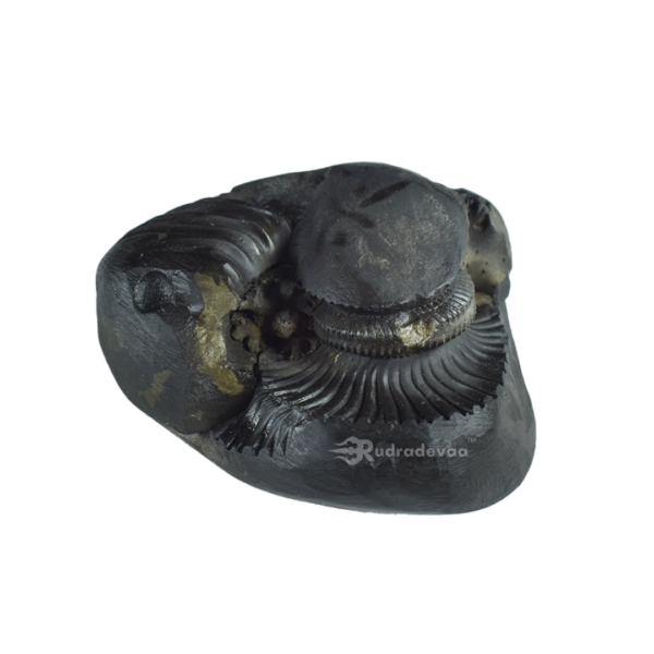 Sarvottam Bhu Varahadev Shaligram Shila