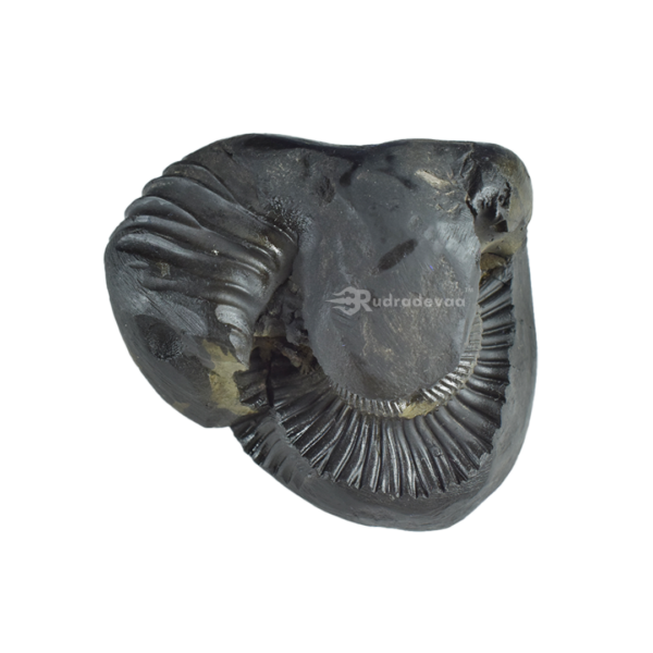 Sarvottam Bhu Varahadev Shaligram Shila