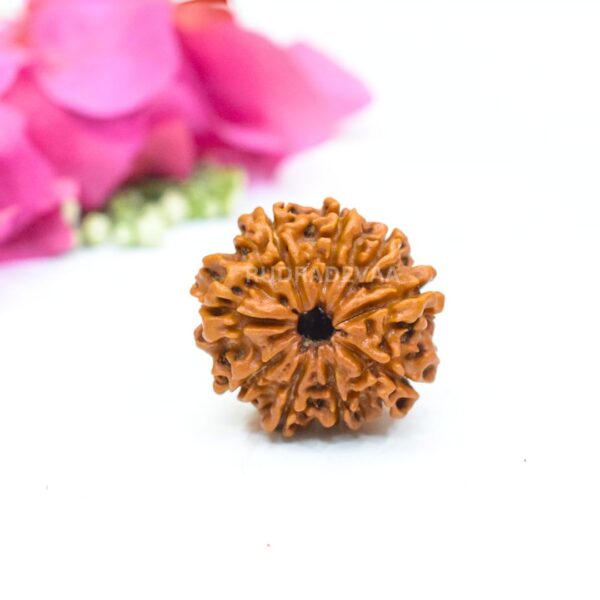 9 Mukhi Rudraksha (Nepali)