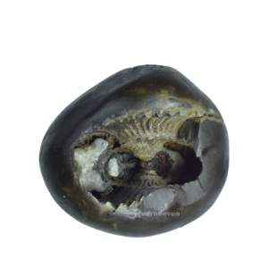 Adwaitya Golden Kamal Laxmi Vaikunth Shaligram Shila