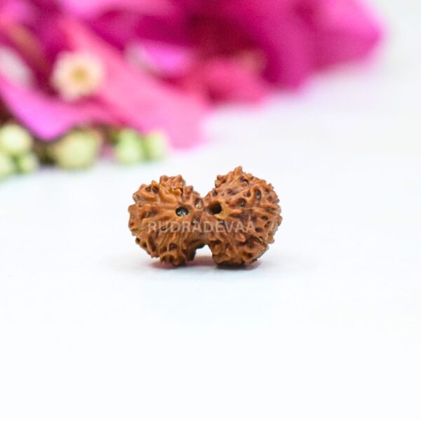 Gaurishankar Rudraksha III