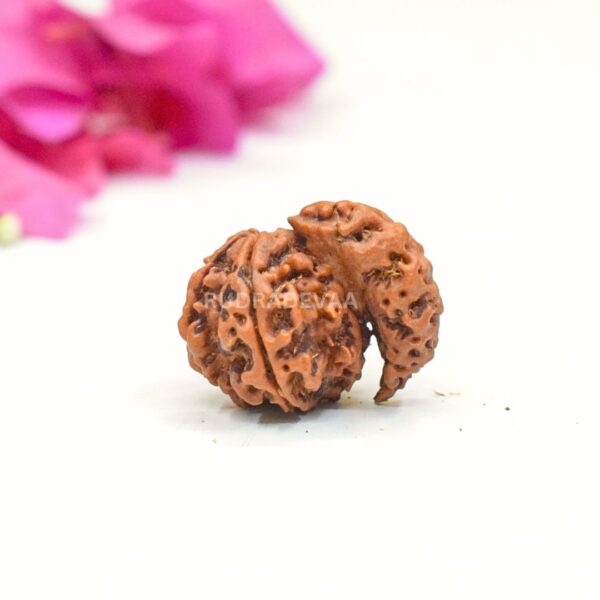Ganesha Rudraksha III