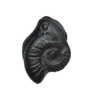 Sarvottam Vankateshwara Kuber Laxmi Shankh Shaligram Shila